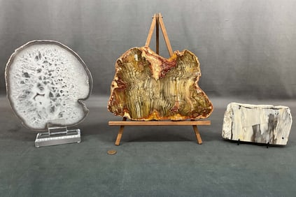 Petrified Wood & Agate Slices
