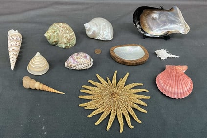 Mandala Starfish & Shells
