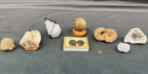 Chrysanthemum Stone, Ammonite