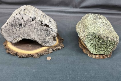 Large Lizard Stone & Petrified Wood