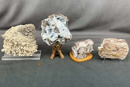Botryoidal Agate Coral, Petrified Wood