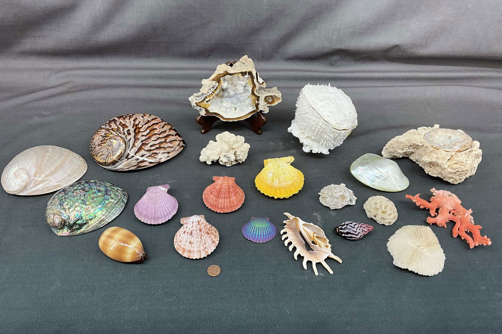 Nautical Group, Coral, Abalone, & More (1 of 16)