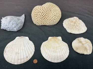 Brain Coral, Mushroom Coral, Mixed Shells