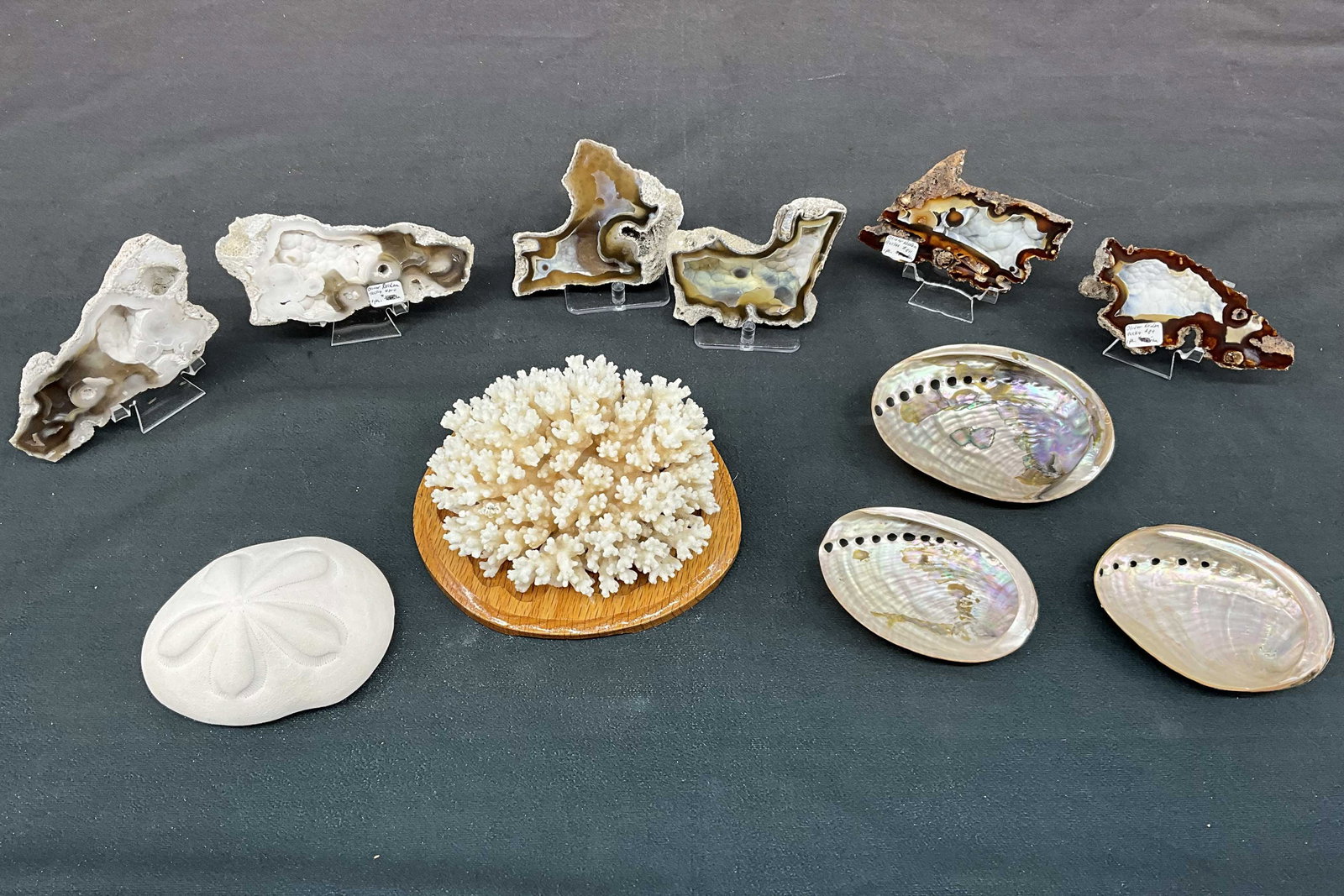 Coral, Shells, Sand Dollars (1 of 13)