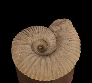 Cast Stone Nautilus Garden Sculpture