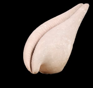 Carved Stone Cowrie Shell Form Water Feature
