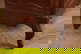 item-210253105=10