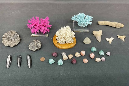 Shells, Coral, Fossils and More