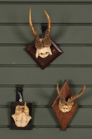 Lot of 3 Vintage European Trophy Antler Mounts