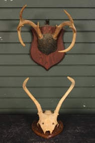 Lot of 2 German Trophy Antler Mounts