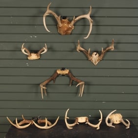 Lot of Trophy Antlers