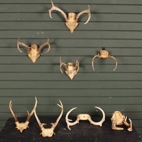 Lot of 8 Trophy Antlers