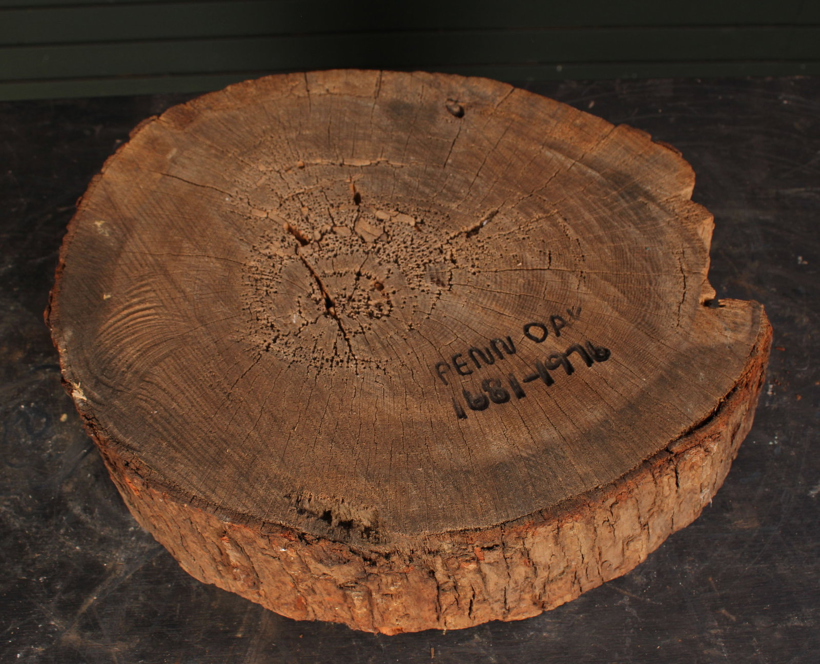 Felled Penn Oak Slab, Dated 1681-1976: Felled Penn Oak Slab, Dated 1681-1976. Presumably a specimen from an oak tree documented in William Penn's walking purchase. Several such trees still exist in Pennsylvania and revered as champions. Si