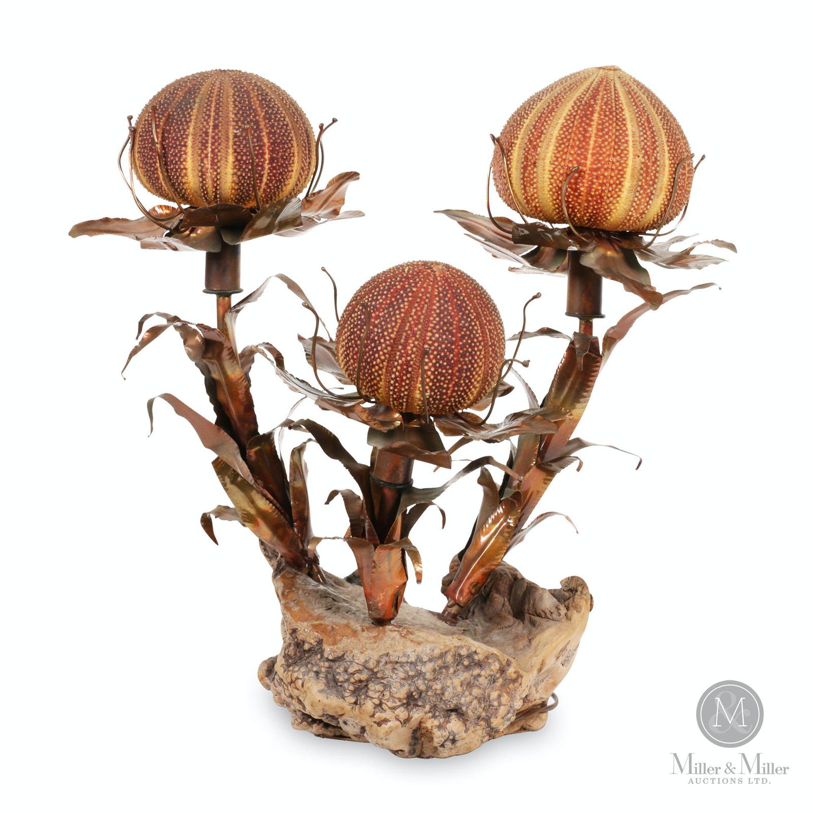 Curtis Jere Mid Century Modern Sea Urchin Lamp: American. 1960s. A composition of a polished burled root wood from which springs stems and leaves of patinated copper carrying three lights made of real English sea urchin shells inserted in petal lik