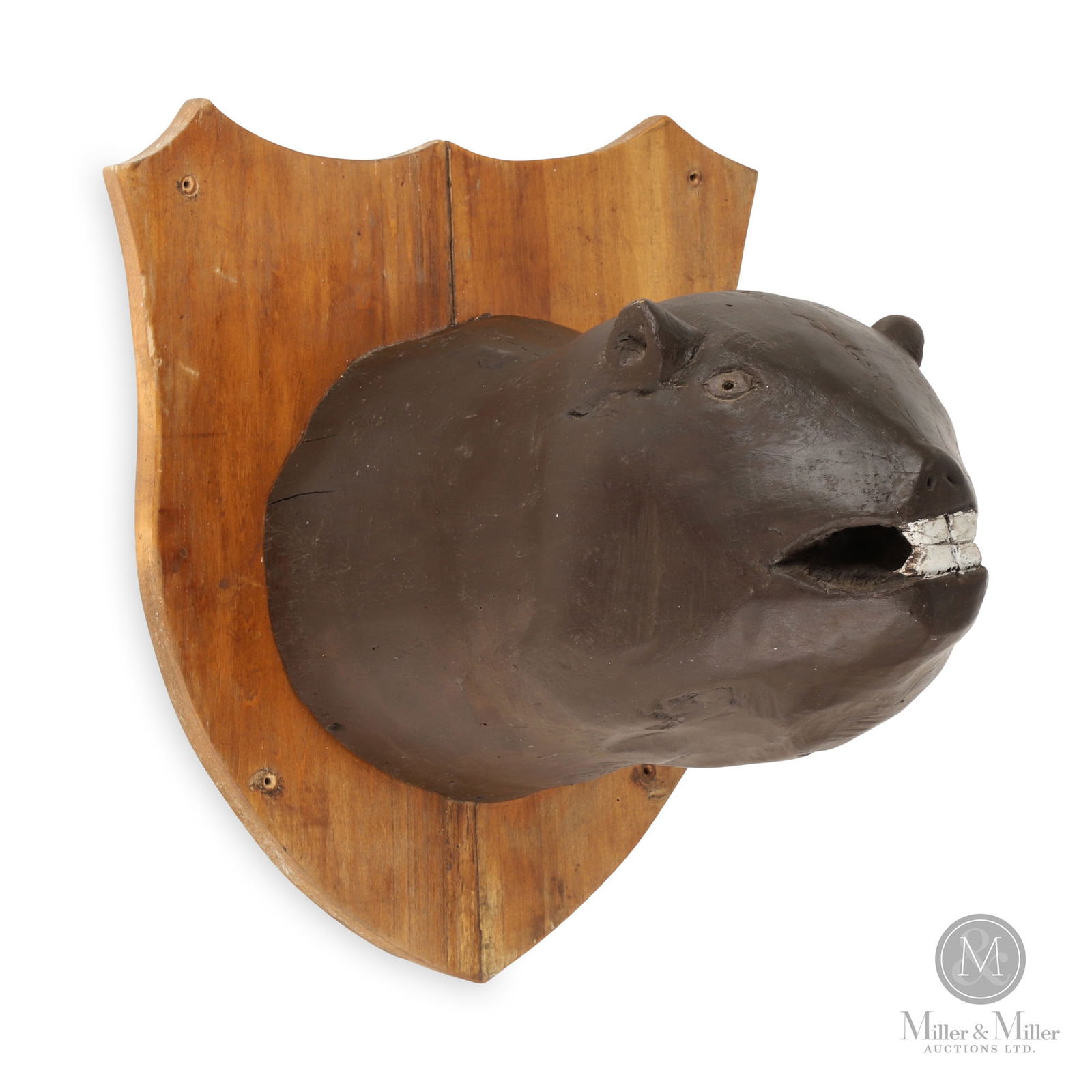 Carved Beaver Head Trophy (1 of 7)