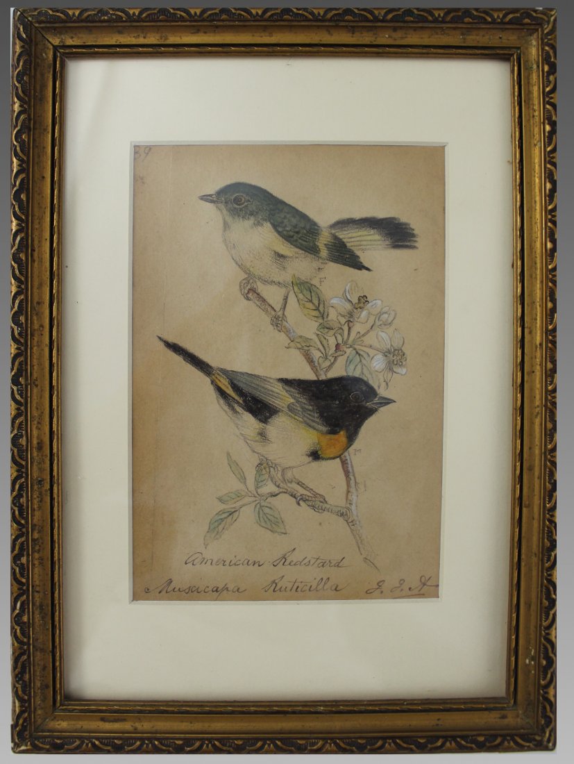 After John James Audubon Watercolor: After John James Audubon watercolor on paper, 19th. century Signed on lower right "J.J.A." Measurements: 11 1/2 x 8 1/2