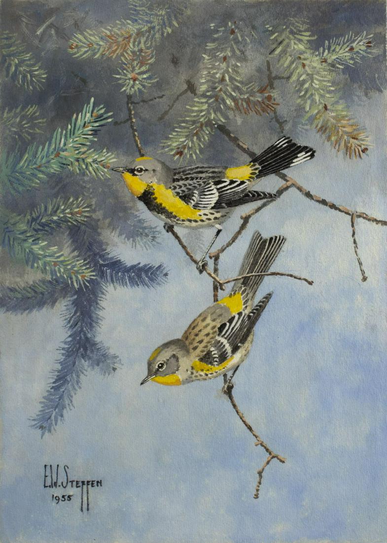 Earnest William Steffen (Iowa,1891-1981) watercolor: ARTIST: Earnest William Steffen (Iowa, 1891 - 1981) NAME: Audubon Warbler MEDIUM: watercolor on paper YEAR: 1955 CONDITION: Excellent. SIGHT SIZE: 14 x 10 inches / 35 x 25 cm FRAME SIZE: 17 x 11 inche