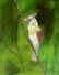 Vintage american oil painting signed Bird