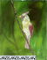 Vintage american oil painting signed Bird - 2