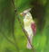 Vintage american oil painting signed Bird - 4