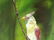 Vintage american oil painting signed Bird - 5