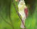 Vintage american oil painting signed Bird - 6