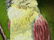 Vintage american oil painting signed Bird - 7