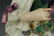 19C Meissen Figurine "Lady with Flowers and Sheep" - 6