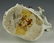 19C Meissen Figurine "Lady with Flowers and Sheep" - 8