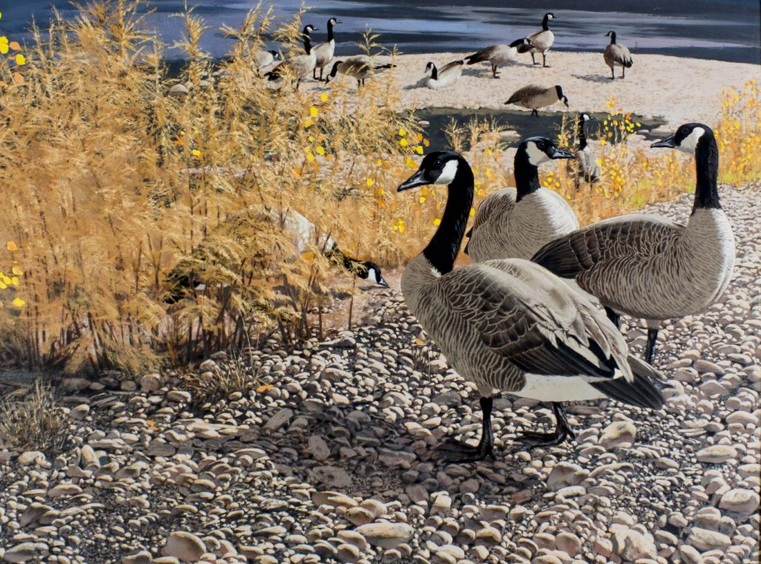Greg Beecham (WY,WA,b 1954) oil painting: ARTIST: Greg A Beecham (Wyoming, Washington, born 1954) NAME: Canada Geese MEDIUM: oil on board CONDITION: Very good. No visible inpaint under UV light. SIGHT SIZE: 21 x 28 inches / 53 x 71 cm FRAME S