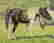 item-106941558=5