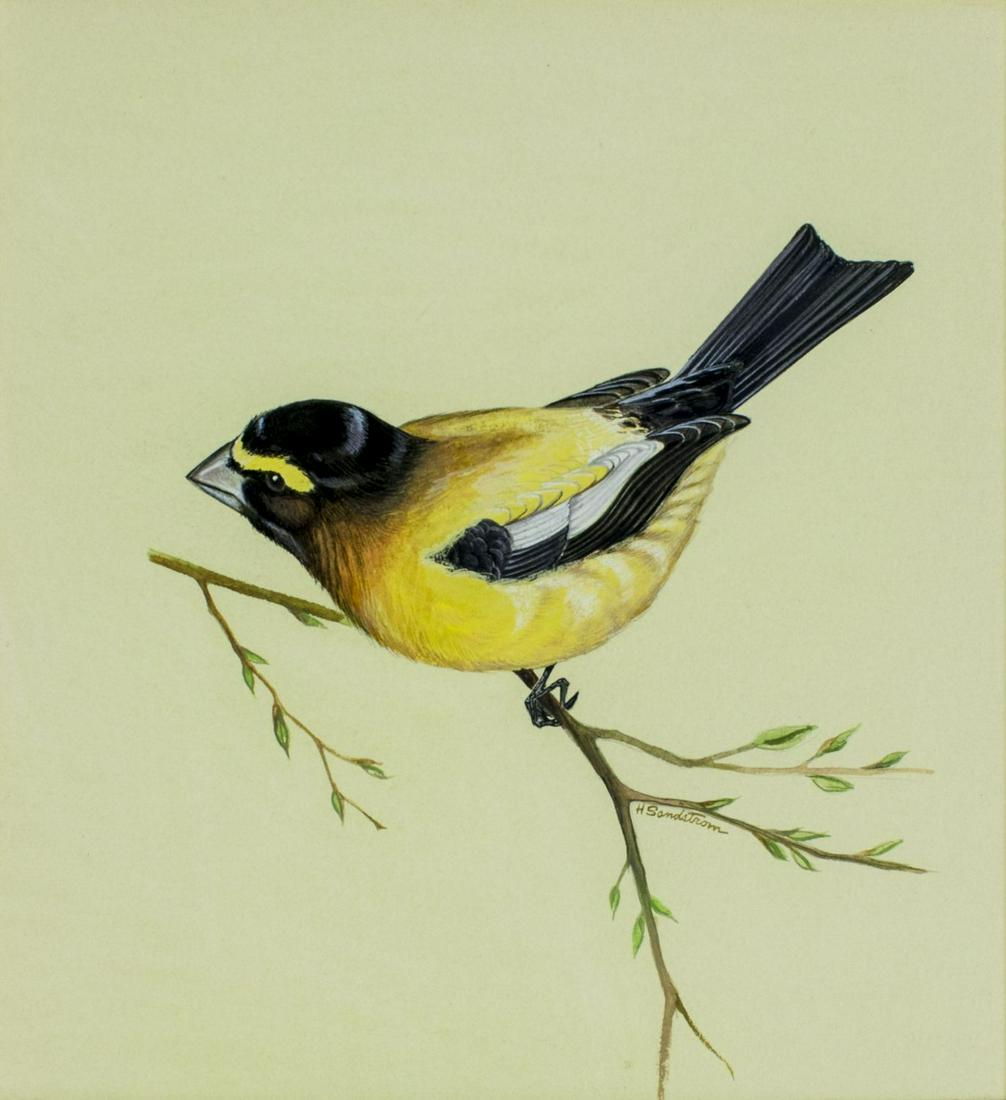 Harvey Sandstrom (MN,1925-2013) gouache painting: ARTIST: Harvey Dean Sandstrom (Minnesota, 1925 - 2013) NAME: Bird - Yellow Finch MEDIUM: gouache on paper CONDITION: Very good. Framed under glass. SIGHT SIZE: 9 x 9 inches / 22 x 22 cm FRAME SIZE: 11