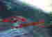item-126802950=4