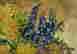 item-130690153=4