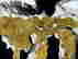 item-131785007=5