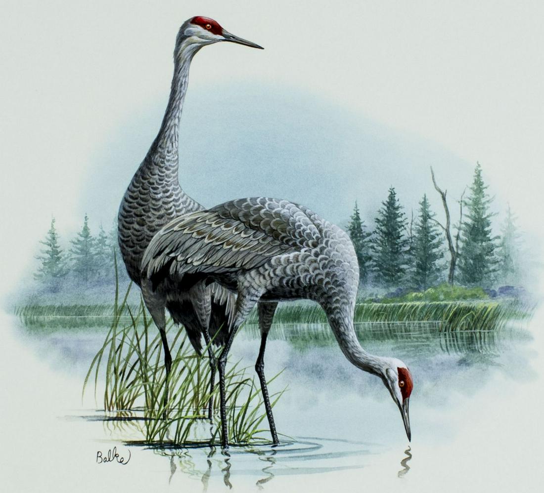 Don Balke (NC,b 1933) gouache painting: ARTIST: Don Balke (North Carolina, born 1933) NAME: Birds - Sandhill Crane YEAR: 1985 MEDIUM: gouache on paper CONDITION: Very good. Minor damages to corners. SIGHT SIZE: 12 x 12 inches / 30 x 30 cm B