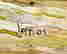 item-131785438=4