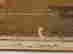 item-131785644=11
