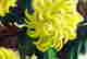 item-131789046=7