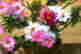 item-131789118=7