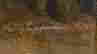 item-133985010=4