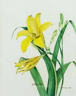 James Steinmeyer (US,b 1958) watercolor painting: ARTIST: James M Steinmeyer (American, born 1958) TITLE: Yellow Lily YEAR: 1981 MEDIUM: watercolor on paper CONDITION: Very good. Framed under glass. ART SIZE: 12 x 9 inches / 30 x 22 cm FRAME SIZE: 20