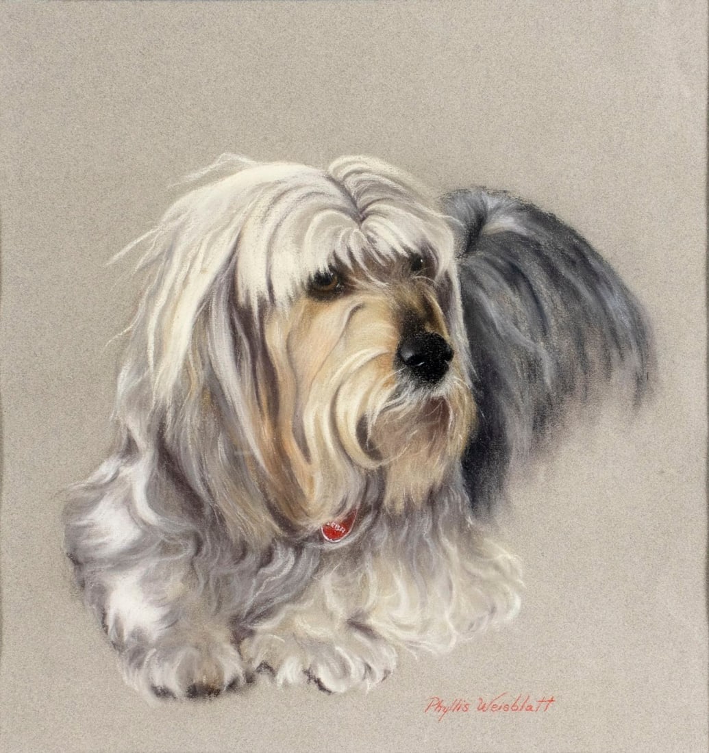 Phyllis Weisblatt (NY,1944-2014) pastel painting: ARTIST: Phyllis Weisblatt (New York,1944 - 2014) TITLE: Havanese Dog MEDIUM: pastel on paper CONDITION: Very good. Framed under glass. Minor damages to frame. ART SIZE: 18 x 17 inches / 45 x 43 cm FRA