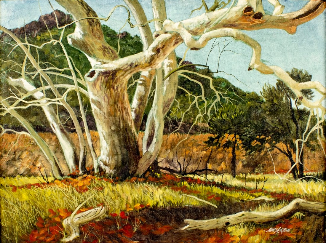 James A Rome (AZ,MN,1936-?) oil painting: ARTIST: James A Rome (Arizona, Minnesota, 1936 - ???) TITLE: Sycamore (titled on stretcher) MEDIUM: oil on canvas CONDITION: Very minor craquelure. No visible inpaint unde