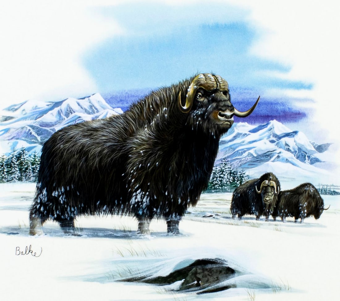 Don Balke (NC,b 1933) gouache painting: ARTIST: Don Balke (North Carolina, born 1933) TITLE: Alaska Musk Ox YEAR: 1979 MEDIUM: gouache and watercolor on board CONDITION: Very good. A