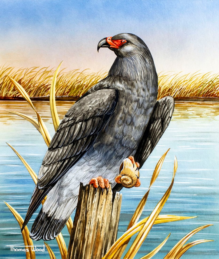 Thomas C Wood (US,20/21C) gouache painting (1 of 13)