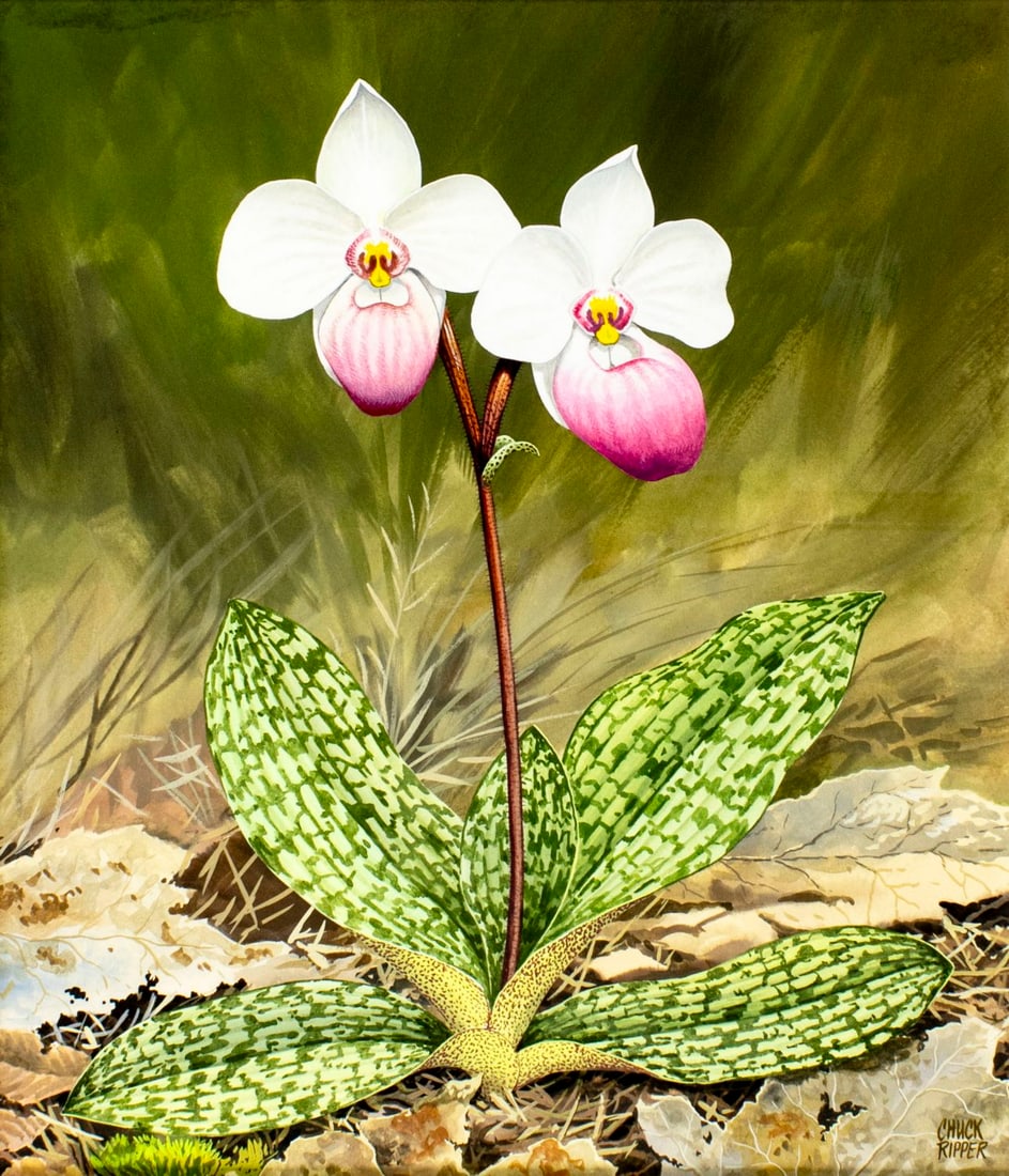 Chuck Ripper (WV,PA,1929-2019) gouache painting: ARTIST: Chuck Ripper (West Virginia, Pennsylvania, 1929 - 2019) TITLE: Paphiopedilum Delenatii YEAR: 1996 MEDIUM: gouache on heavy paper CONDITION: Ve
