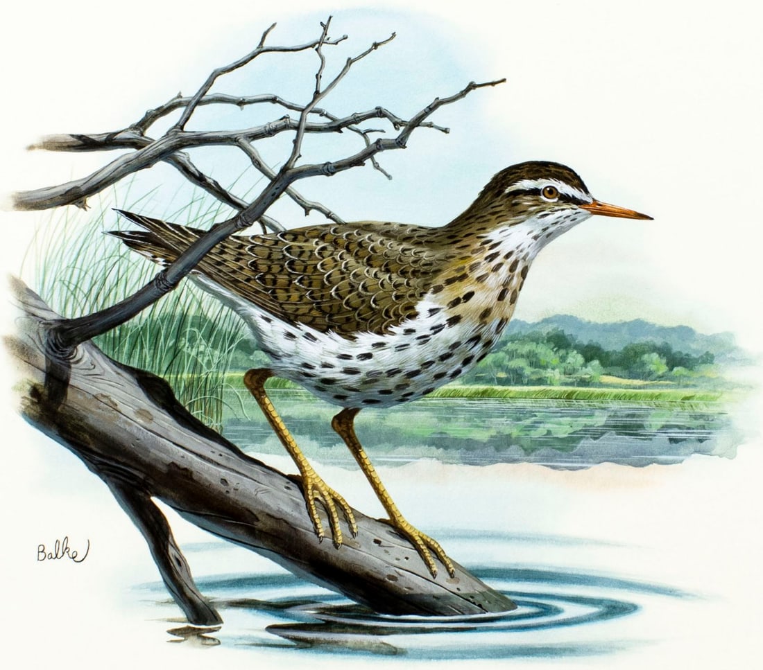 Don Balke (NC,1933-?) gouache painting (1 of 12)