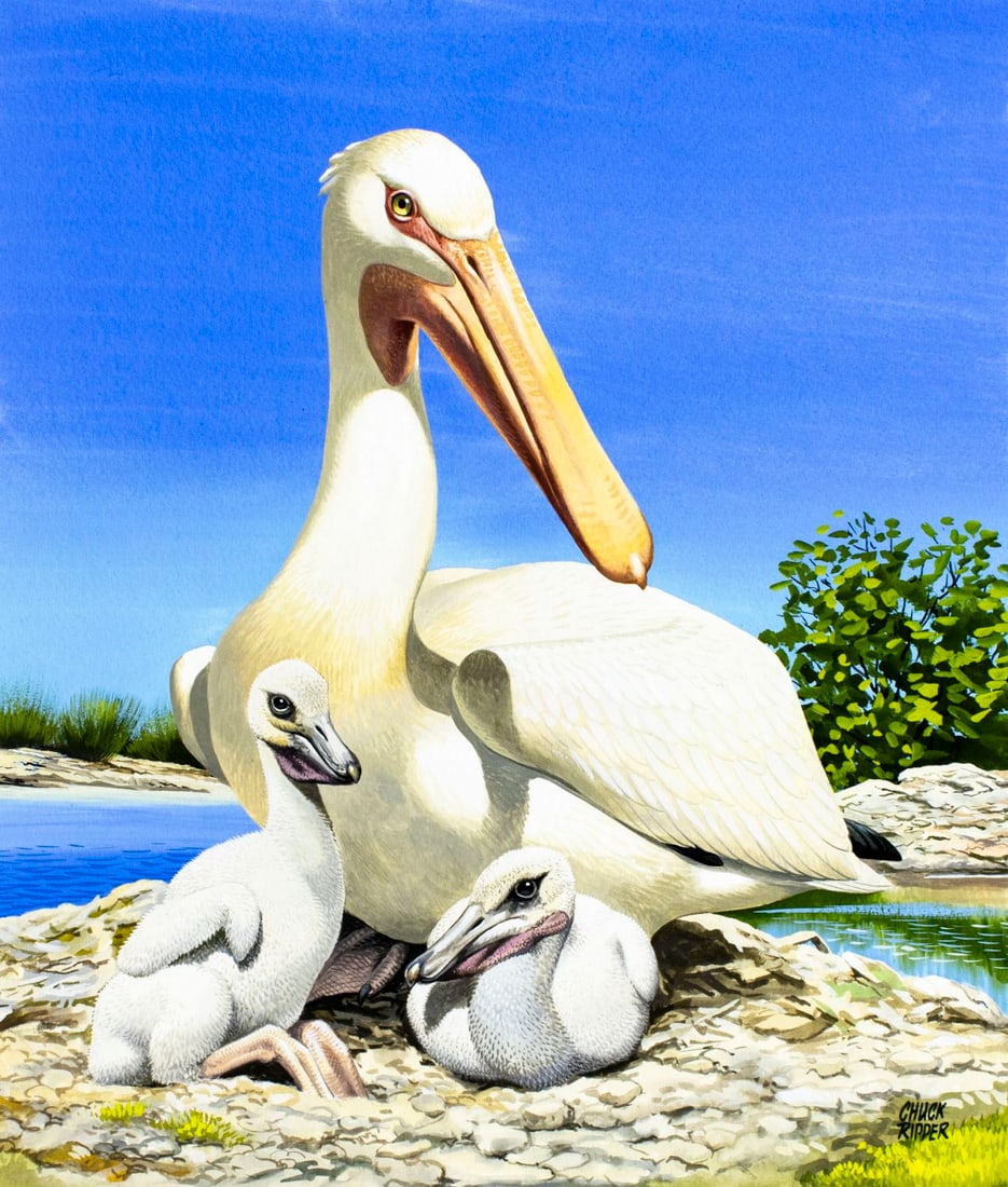 Chuck Ripper (WV,PA,1929-2019) gouache painting: ARTIST: Chuck Ripper (West Virginia, Pennsylvania, 1929 - 2019) TITLE: Dalmation Pelican YEAR: 1999 MEDIUM: gouache on board CONDITION: Very good. <
