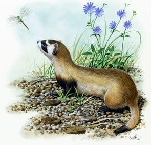 Don Balke (NC,1933-?) gouache painting